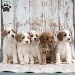 Nicole, Mini Labradoodle Puppy